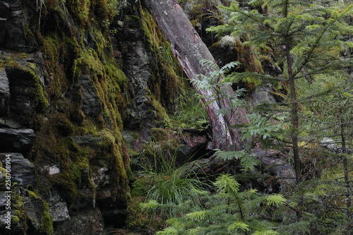 Fragment of rock with moss-covered stones in the forest.