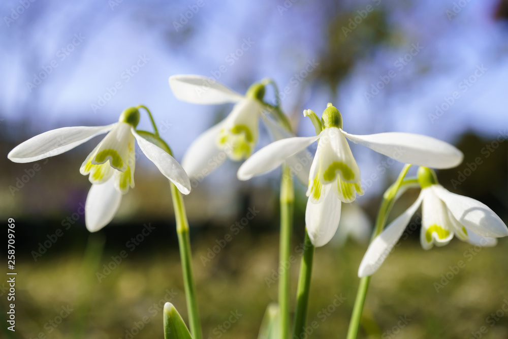 snowflake flowers. snowflake flowers.