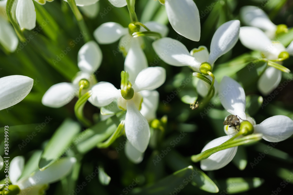 snowdrops from above view snowdrops from above view