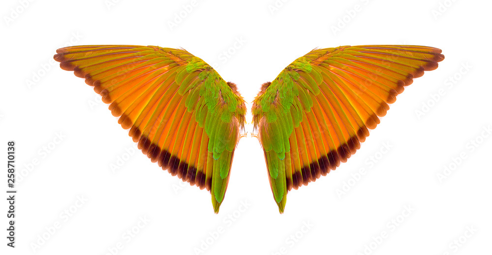 Fototapeta premium wings of birds on white bacground