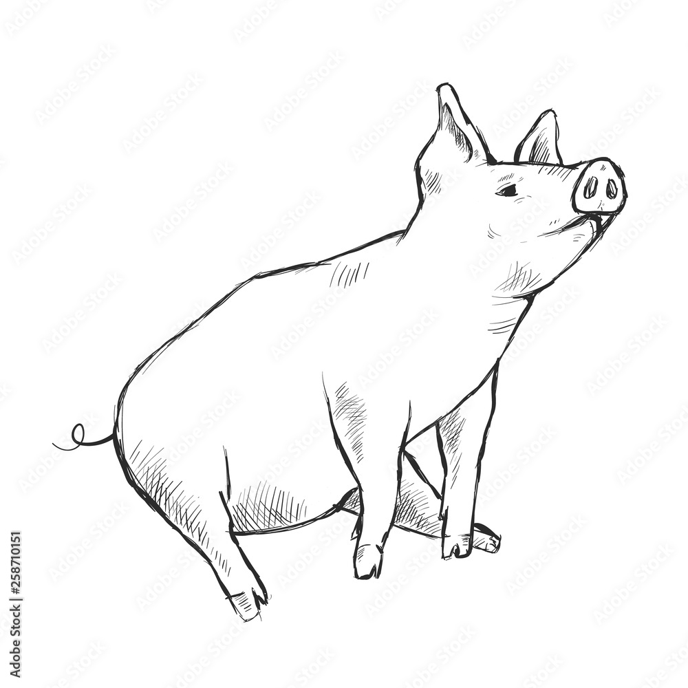 Contour Line Drawing. Funny pig. Hand-drawn. Coloring for kids.