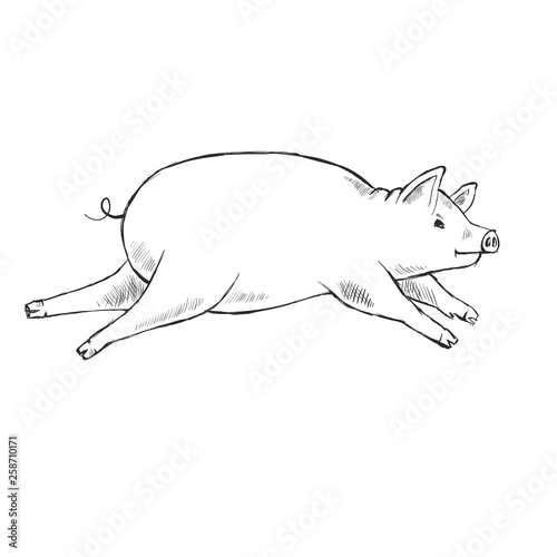 Contour Line Drawing. Coloring for kids.