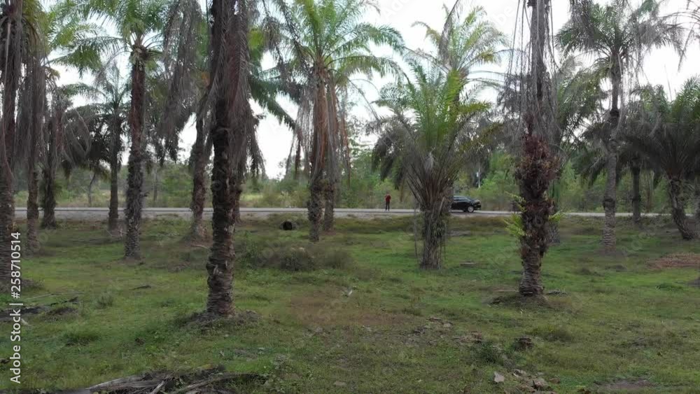 Heading to man watch over palm plantation 