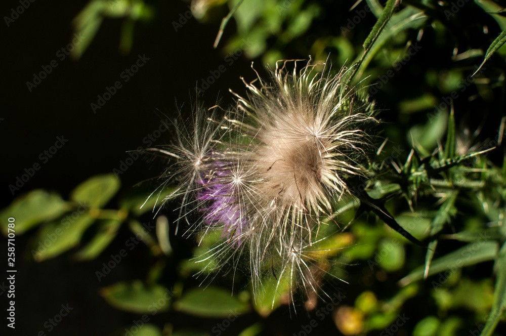 A beautiful color of blooming head donkey thistle closeup as natural floral background A beautiful color of blooming head donkey thistle closeup as natural floral background