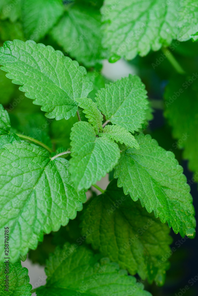 Close up image of fresh mint leaves Close up image of fresh mint leaves