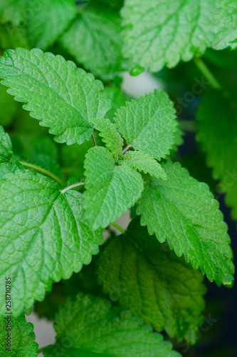 Close up image of fresh mint leaves