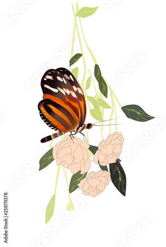 Orange Butterfly, vector illustration black gray beauty