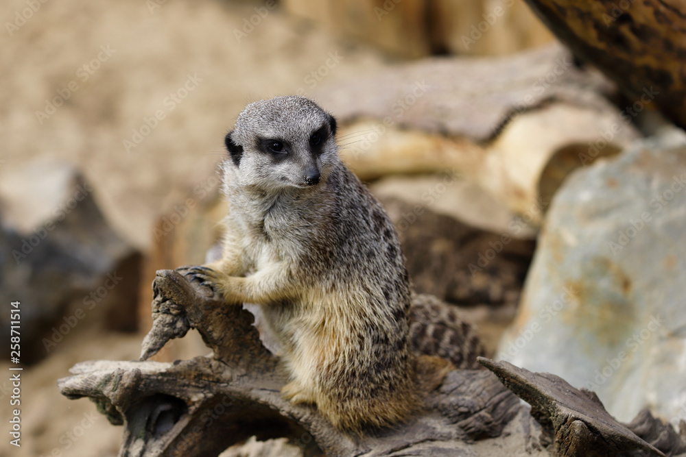 Fototapeta premium Full body of a wild African Meerkat (Suricatta)