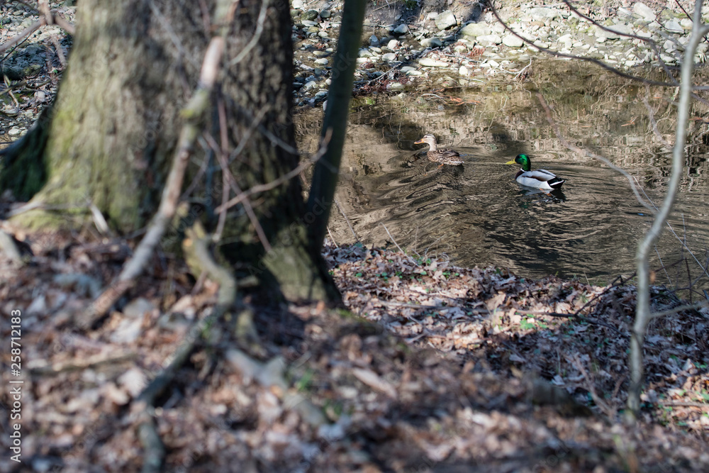 Obraz premium Duck on the surface behind the trees.