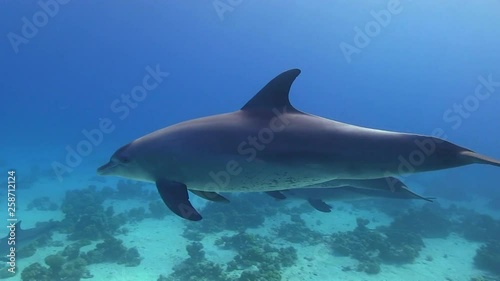 Wallpaper Mural Riesentümmler Delfine schwimmen neben dem Riff im Roten Meer Torontodigital.ca