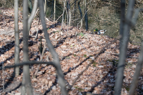 Duck on the surface behind the trees.