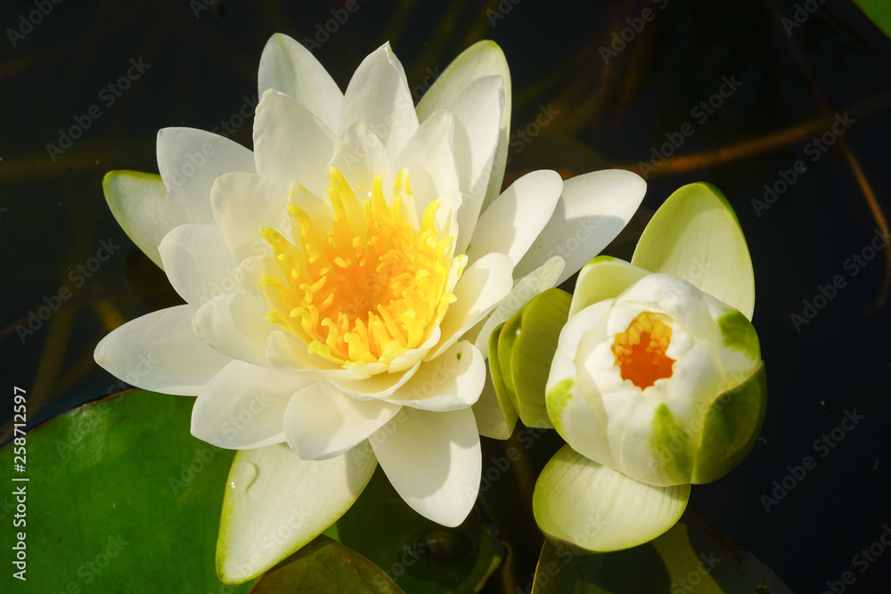 fresh white hardy waterlily flowers fresh white hardy waterlily flowers
