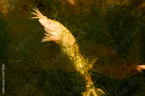 A white african clawed frog