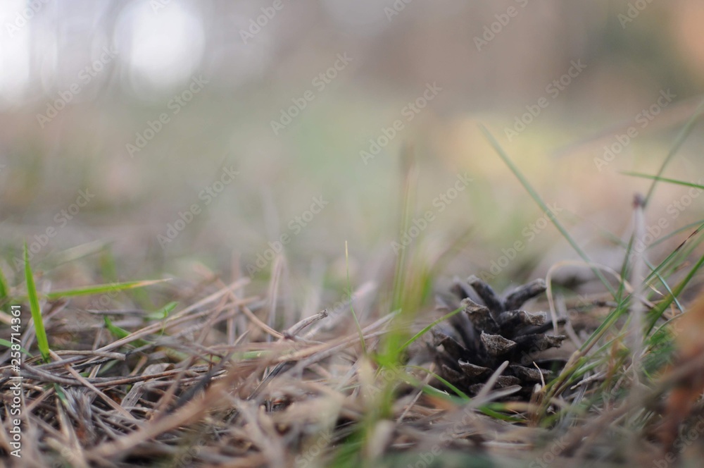Pine cone lie on fallen needles Pine cone lie on fallen needles