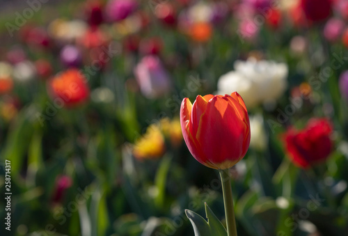 Tulipani italiani ad arese il centro