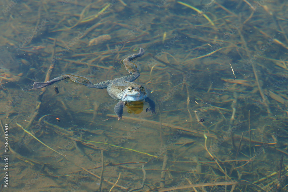 Fototapeta premium Brown frogs in the water during the spring mating season
