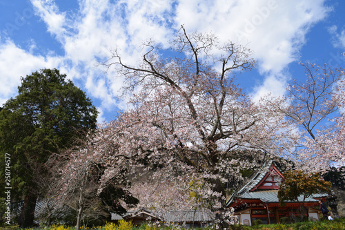 桜と菜の花 © tomokimukai