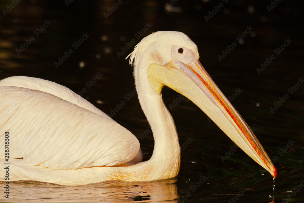 Rosapelikan (Pelecanus onocrotalus) Rosapelikan (Pelecanus onocrotalus)
