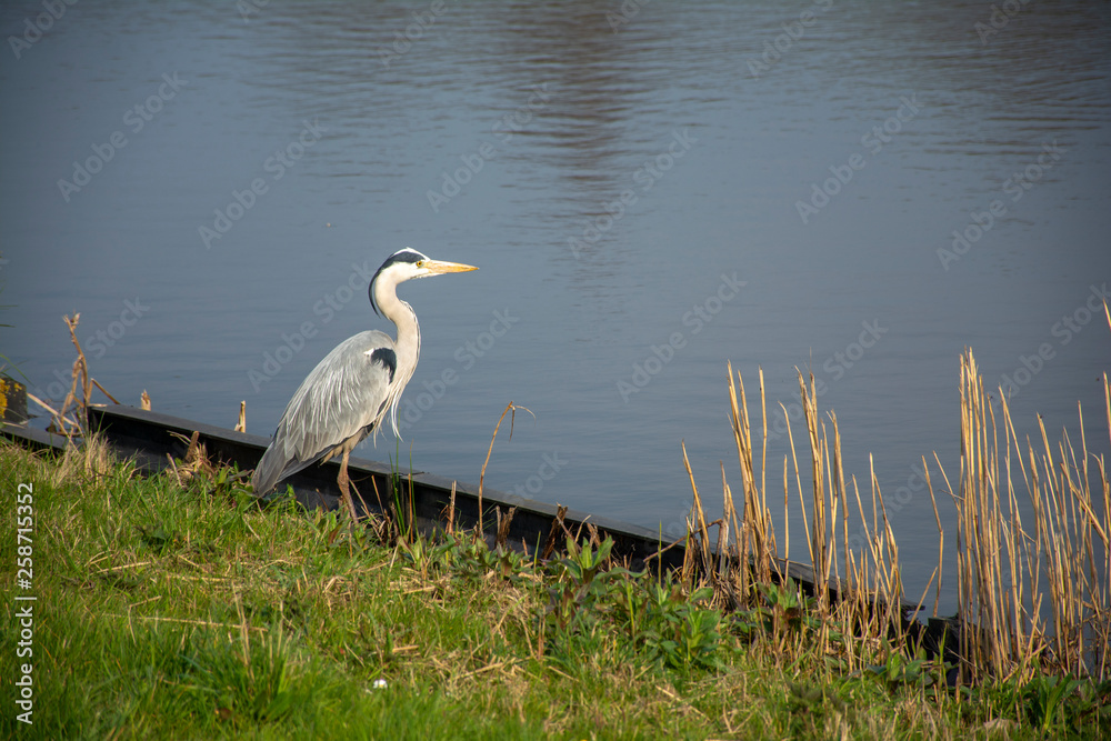 Obraz premium A heron is hunting by the waterside