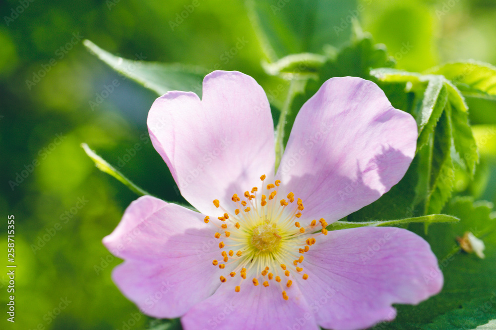 Flowers of dog-rose rosehip growing in nature green background Flowers of dog-rose rosehip growing in nature green background