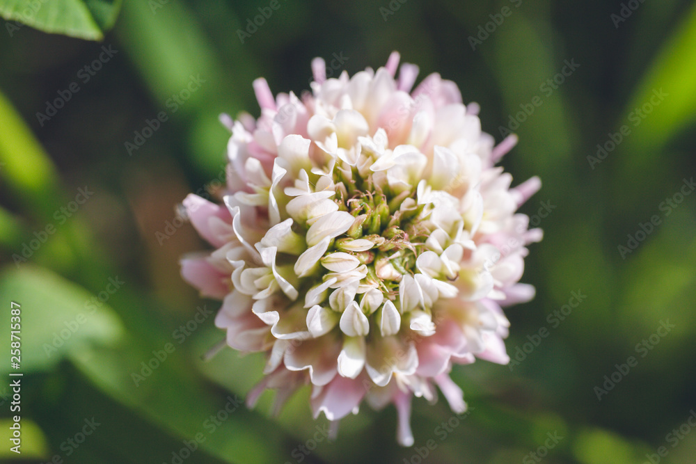 Gently pink clover flower on a background of green leaves Gently pink clover flower on a background of green leaves