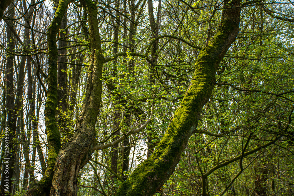 Obraz premium beautiful green mossy branches with young spring leaves in a forest