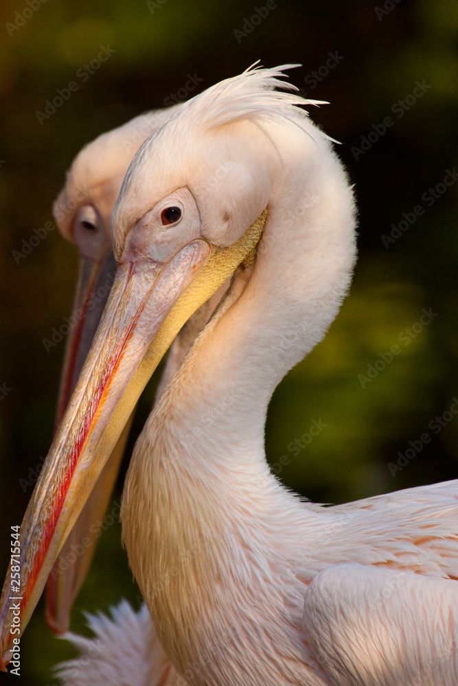 Rosapelikan (Pelecanus onocrotalus) Rosapelikan (Pelecanus onocrotalus)