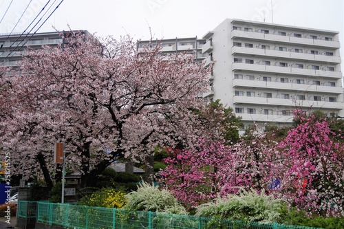 桜 © potte