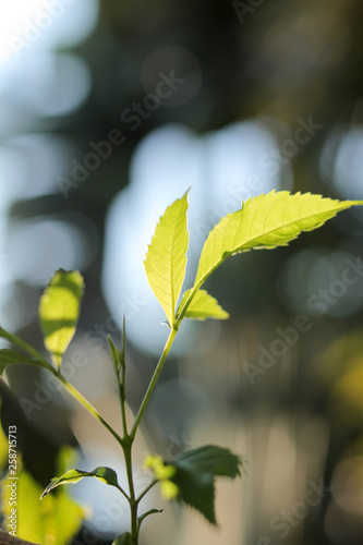 Outdoor leaves at spring - Image