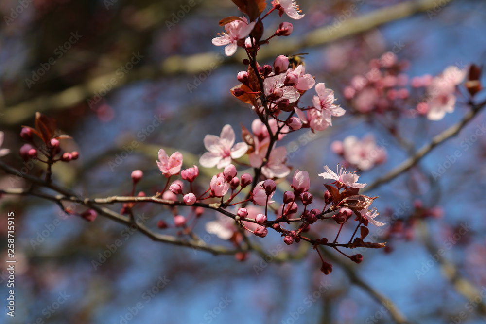 closed up of cherry blossom in japanese park closed up of cherry blossom in japanese park