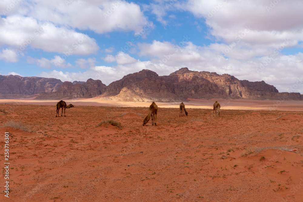 Camels in Wadi Rum, Jordanian desert landscape. Camels in Wadi Rum, Jordanian desert landscape.
