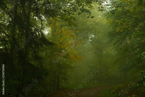 wood_fog_mysterious photo