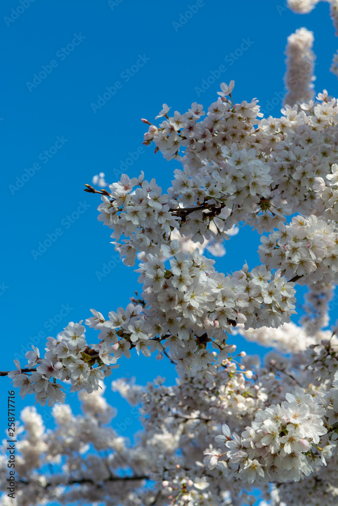 Spring blossom of Japanese white sakura tree Spring blossom of Japanese white sakura tree