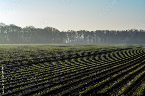 Morning spring landscape with newly plowed field with young corn sprounts  farmland in  Netherlands  Europe
