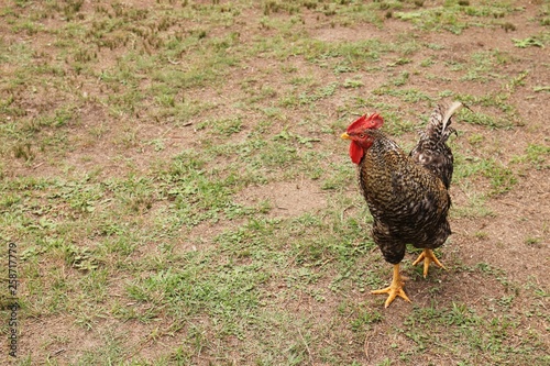 Free range chicken pic. Organic farming concept image. 