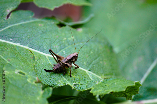 grasshopper sitting on a green leaf