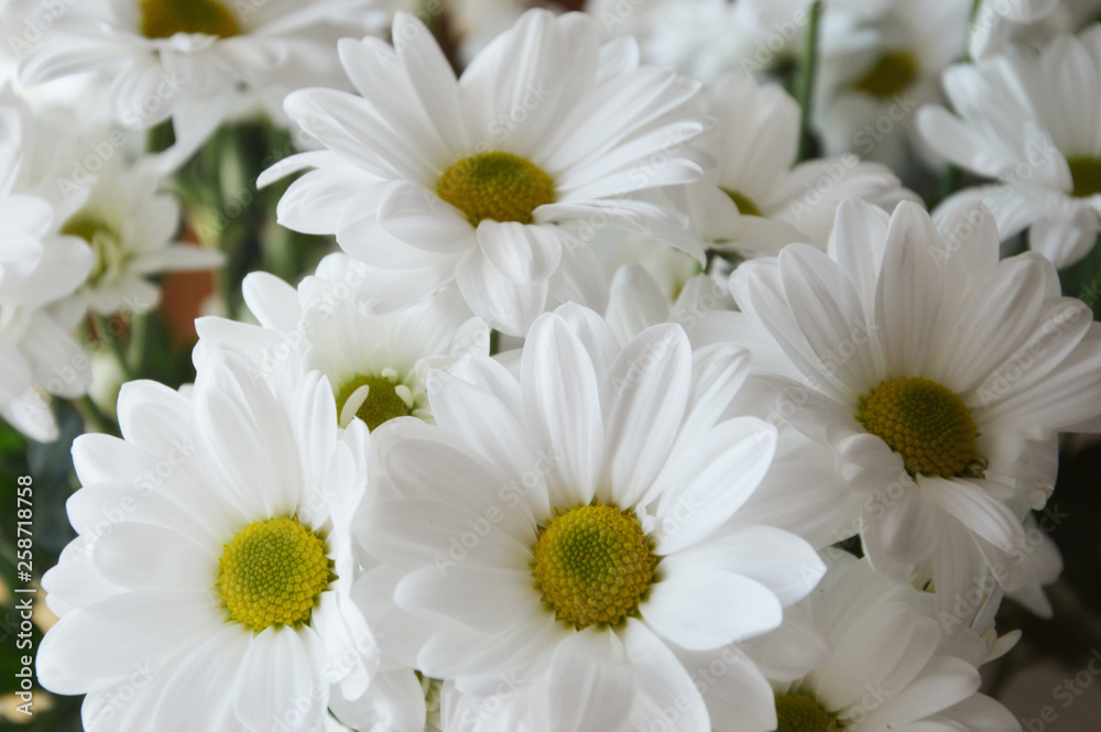 Obraz premium bouquet of white chrysanthemums