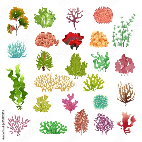 Coral and seaweed. Underwater flora, sea water seaweeds aquarium game kelp and corals. Ocean plants vector set