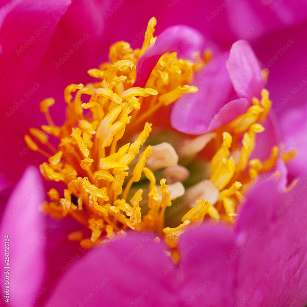 Fototapeta premium delicate fluffy pink peony, close-up