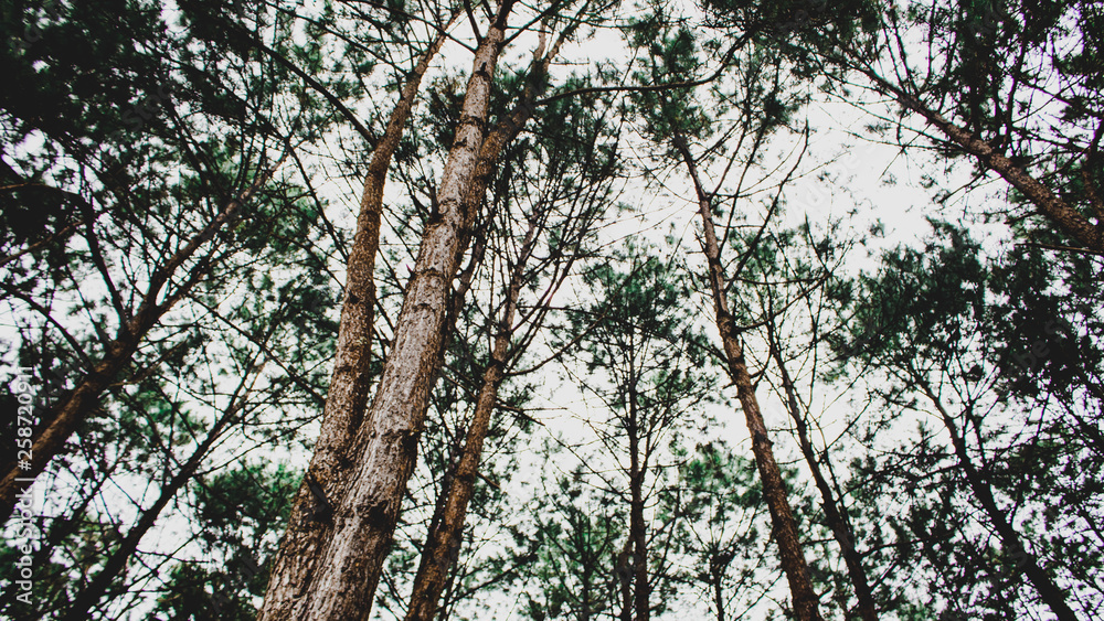 Fototapeta premium tree in the forest