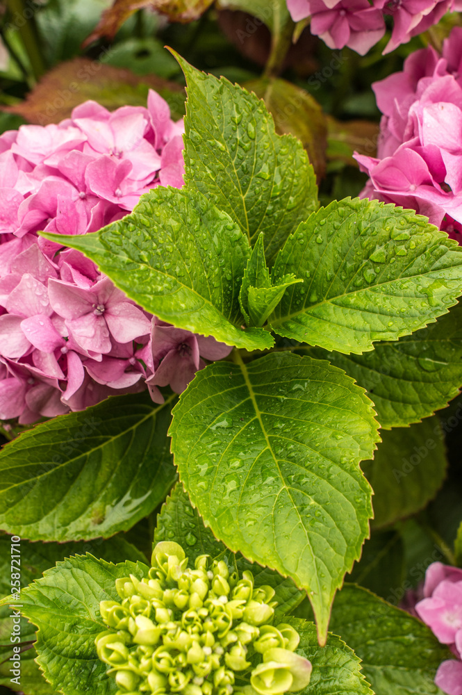 COLORFUL FLOWER IMPREGATED OF DROPS OF HUMIDITY COLORFUL FLOWER IMPREGATED OF DROPS OF HUMIDITY