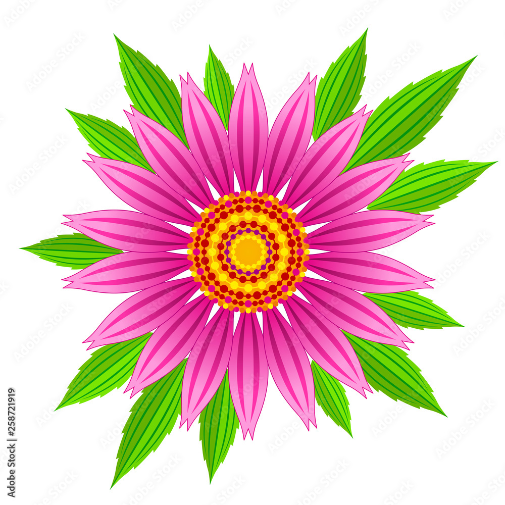 Fototapeta premium Echinacea purpurea vector flower. Vector illustration of echinacea purpurea blooming flower with green leaves.