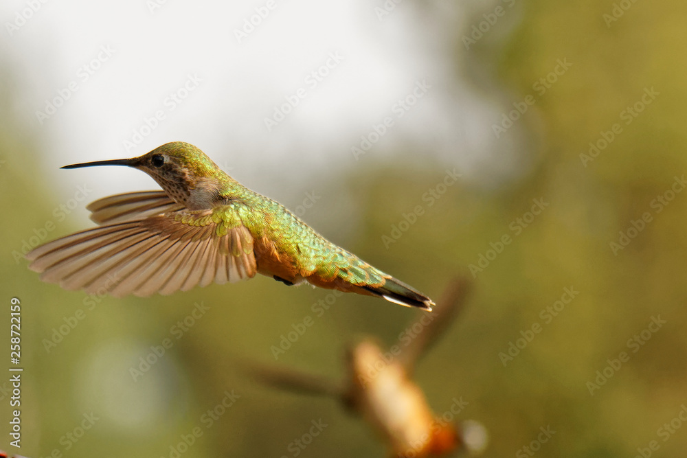 Fototapeta premium Flying Hummingbird