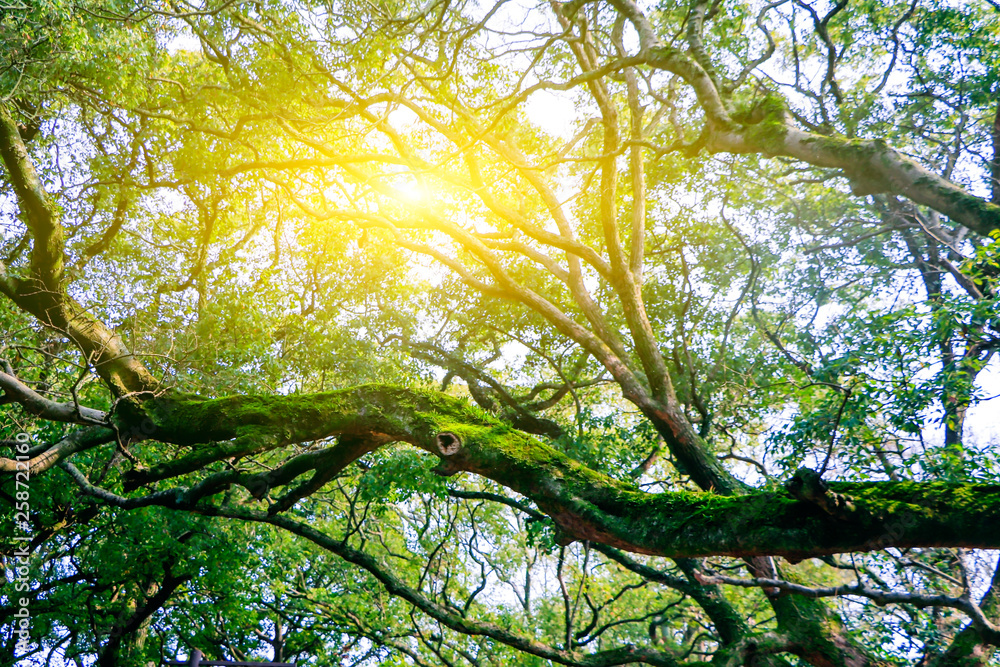 Fototapeta premium Millennium old tree
