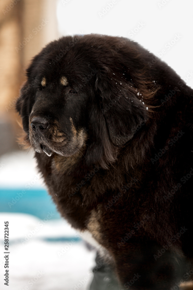 Fototapeta premium Big black tibetan mastiff in the green winter nature
