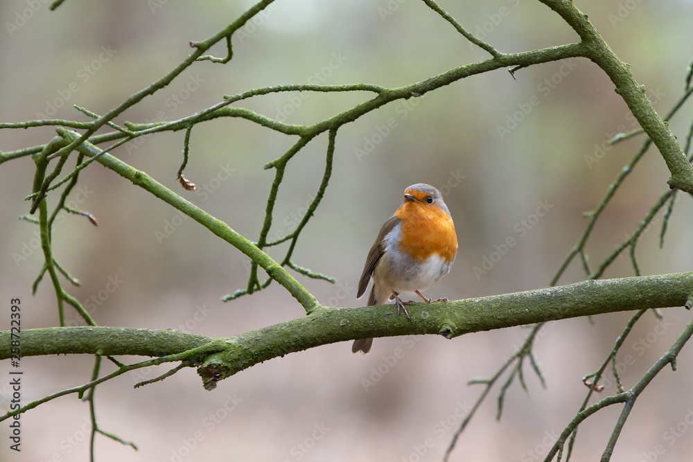 Robin Robin
