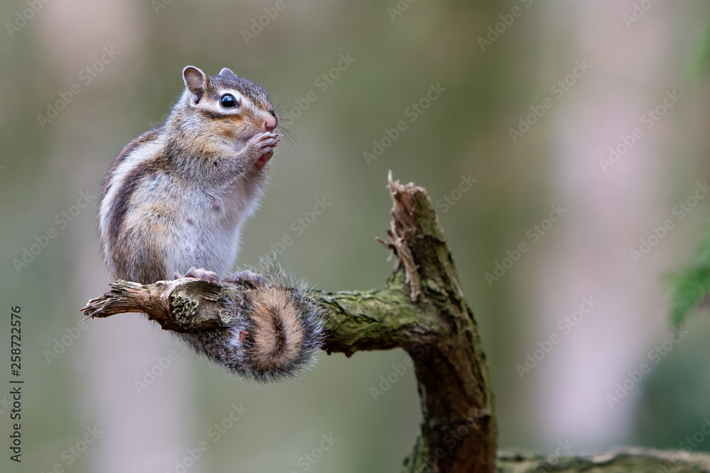 Eating Squirrel