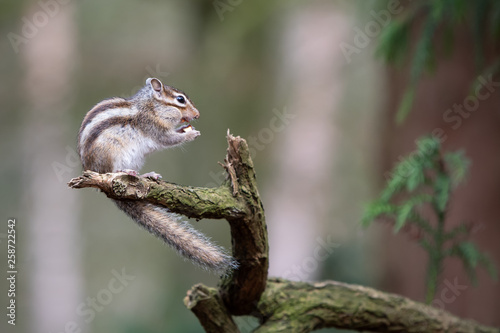 Eating Squirrel © Mariska