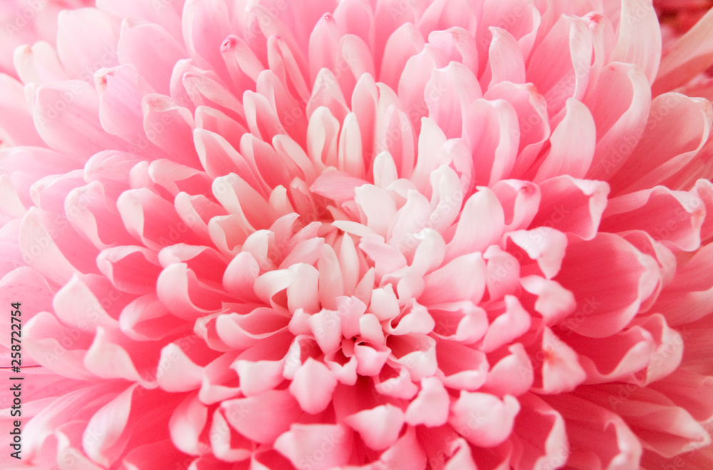 Naklejka premium pink chrysanthemum