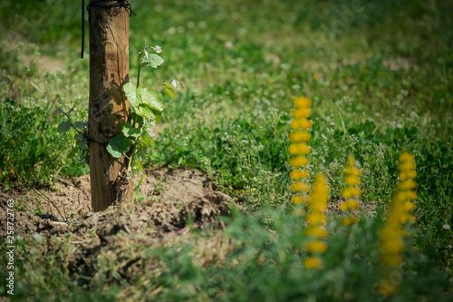 Green vine with small bunches of grapes.